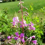 1808F 128 Donau-Regen Radweg